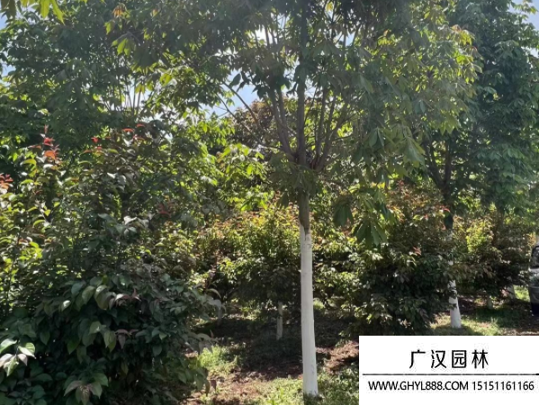 七葉樹