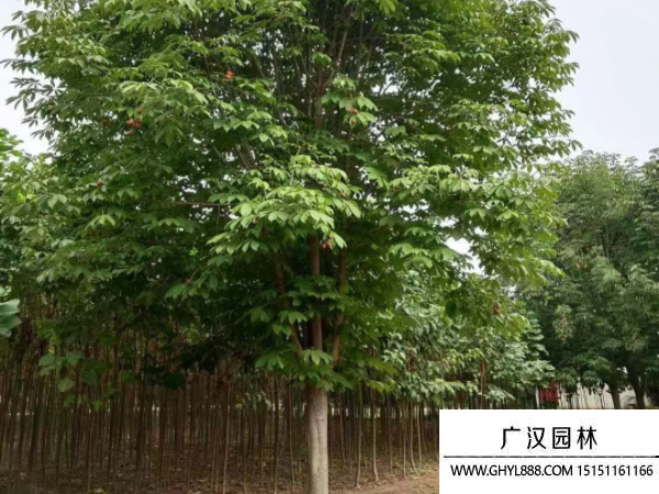七葉樹