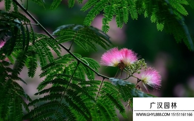 芙蓉樹種子