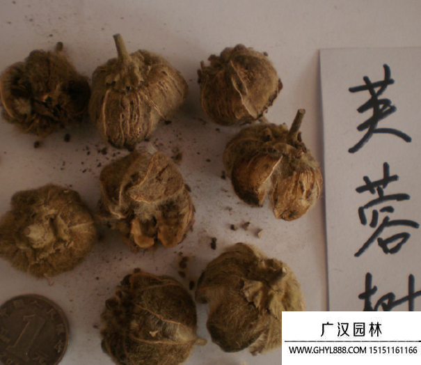 芙蓉樹種子