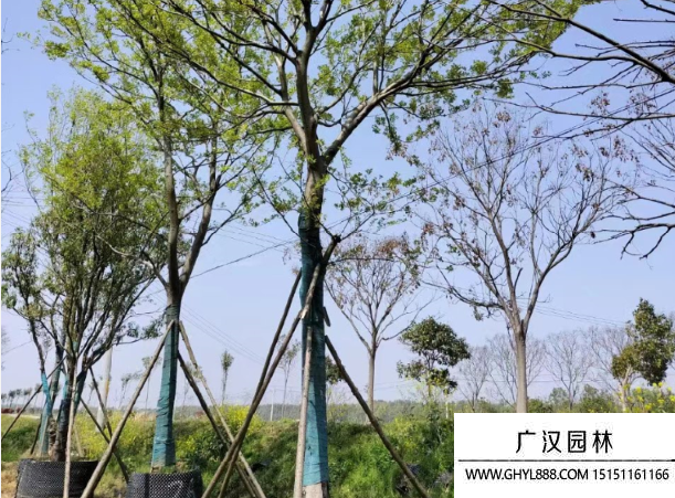 樸樹