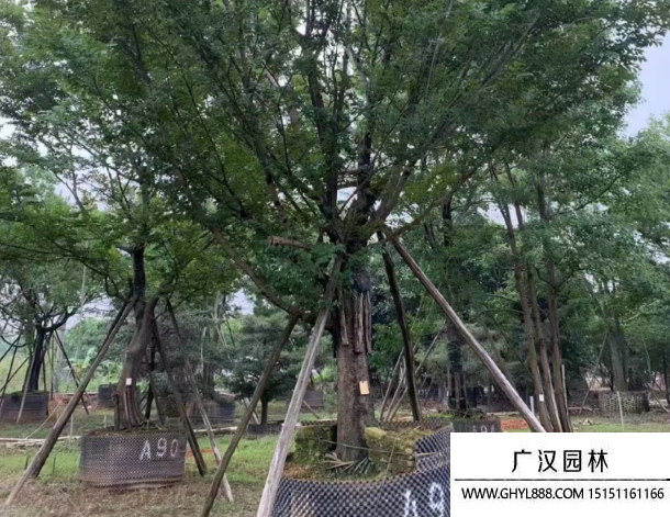 樸樹