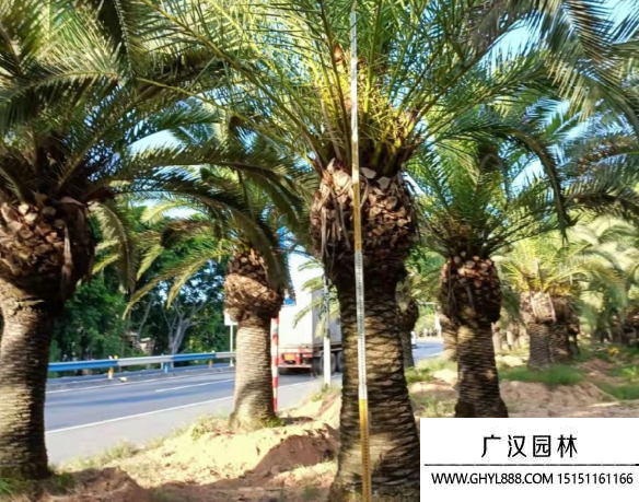 加拿利海棗