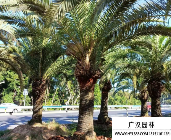 加拿利海棗