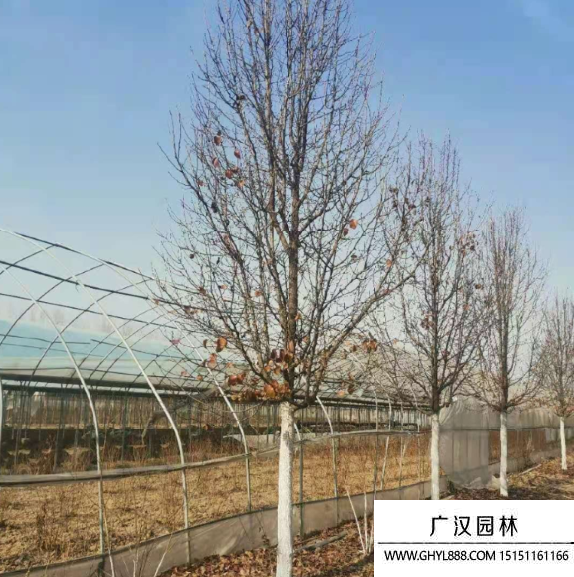 彩葉豆梨