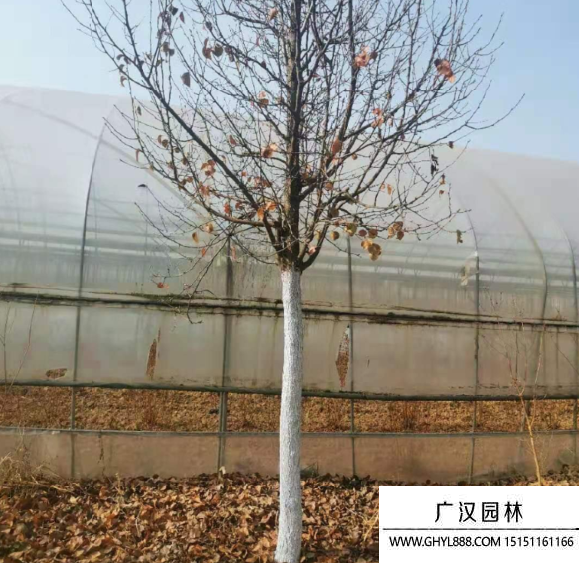 彩葉豆梨