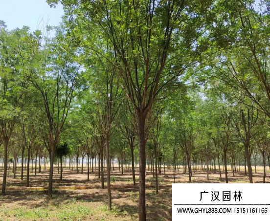 國槐樹