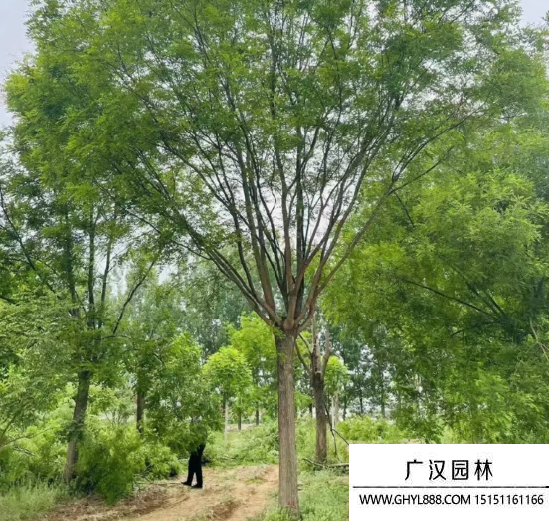 國槐