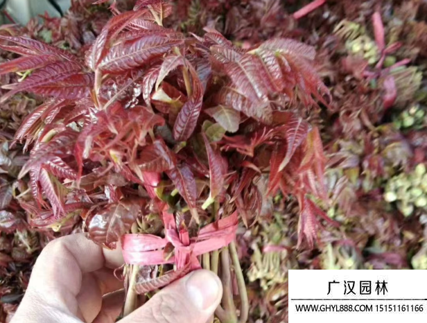 紅油香椿