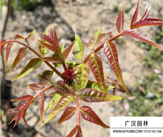 紅油香椿