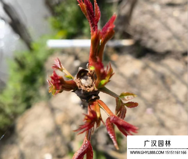 紅油香椿