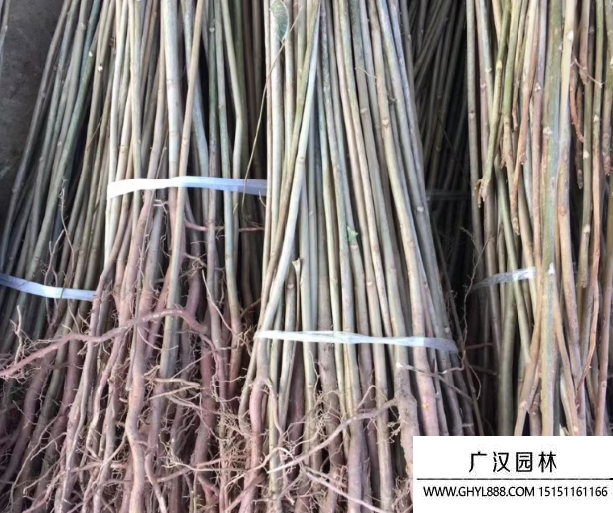 紅油香椿