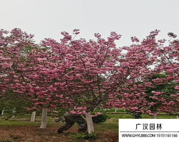 河津櫻