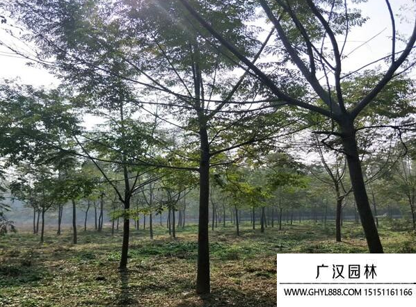 苦楝樹