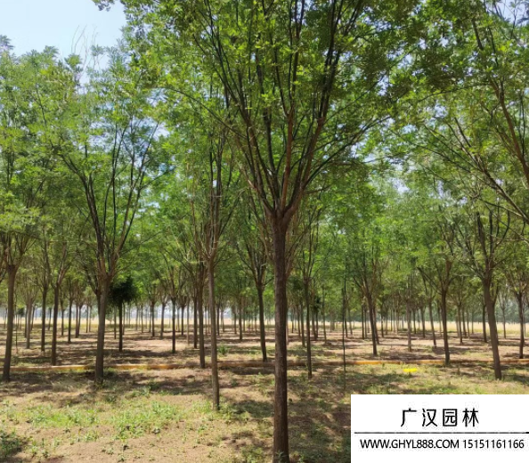 國槐樹