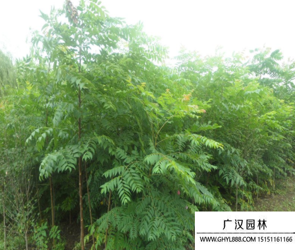 苦楝樹
