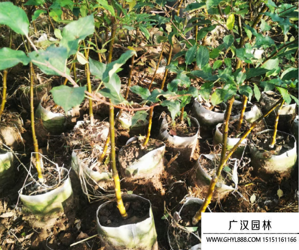 雞心果