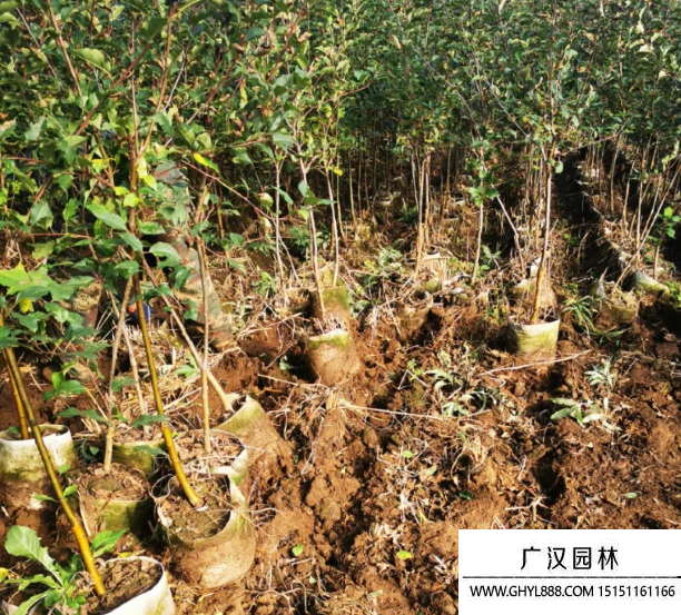 雞心果