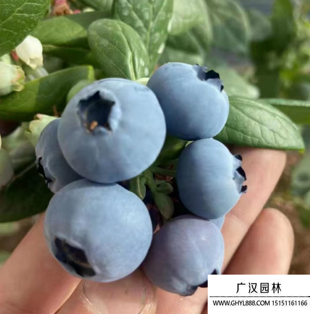 藍莓小苗