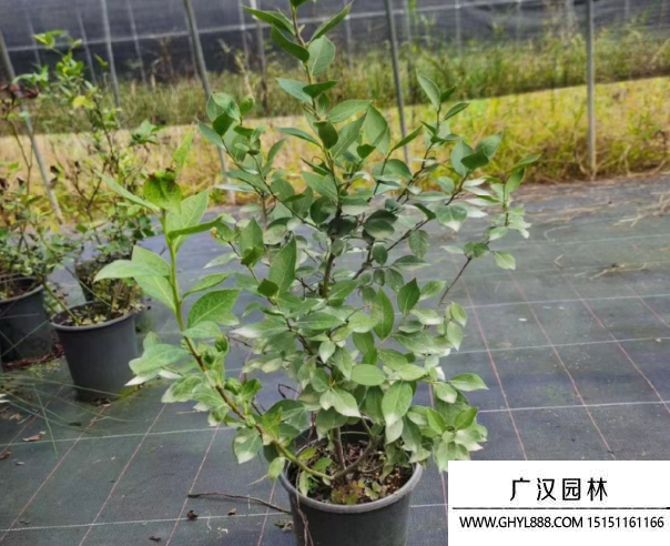 藍莓小苗