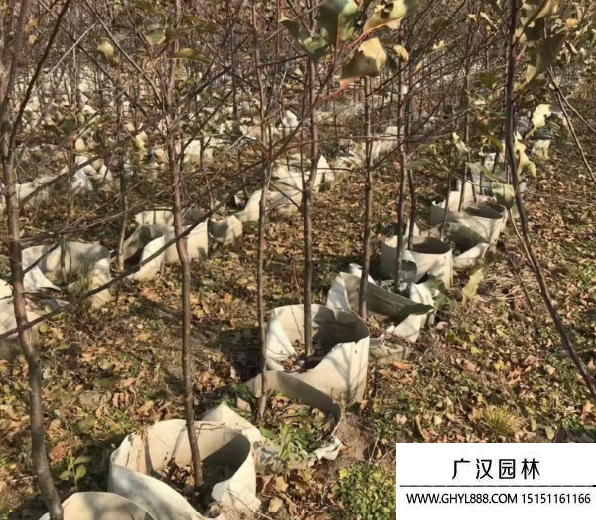 雞心果