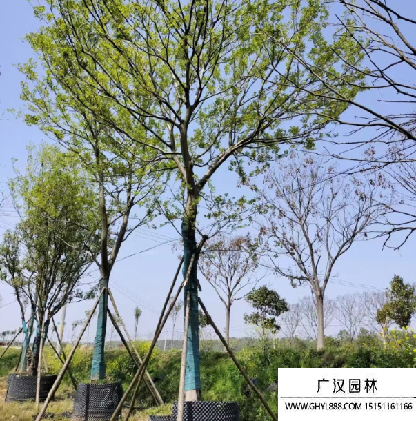樸樹