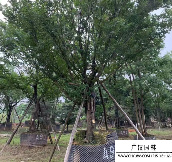 樸樹