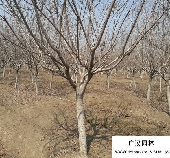 雙櫻