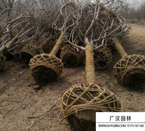 雙櫻