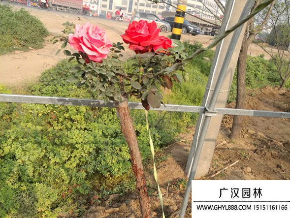 樹狀月季