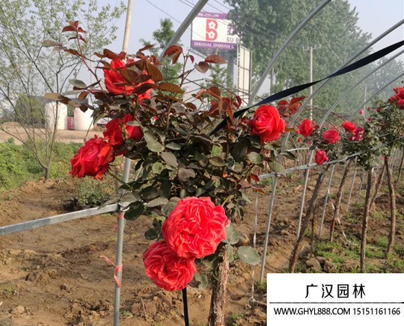 樹狀月季