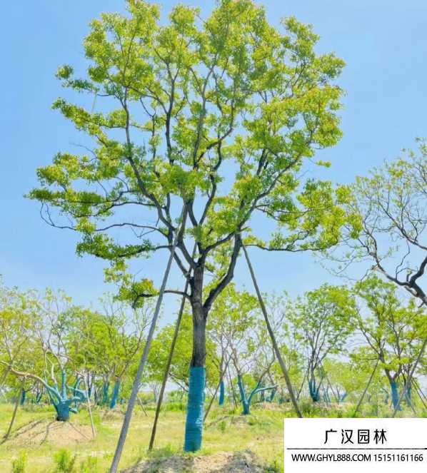 烏桕