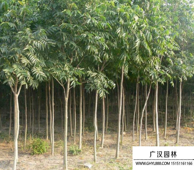 無患子