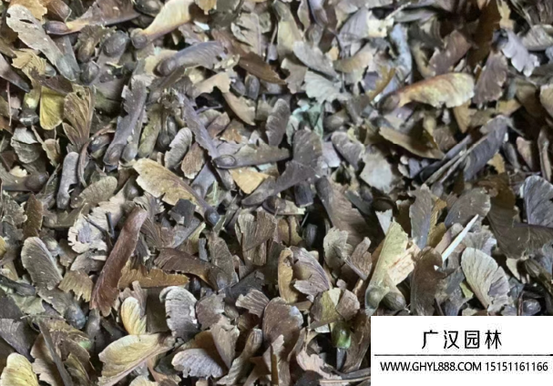 雞爪槭種子