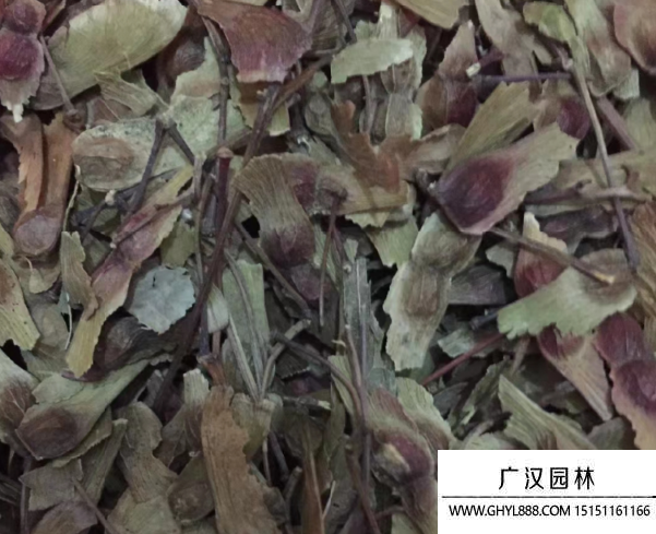 雞爪槭種子