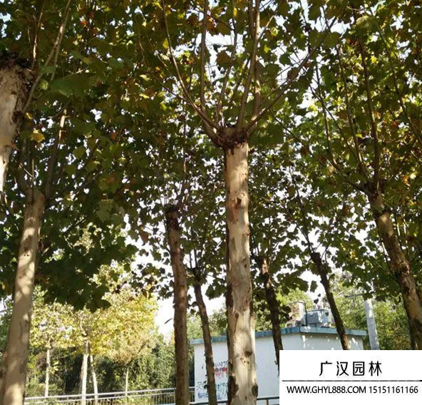 懸鈴木