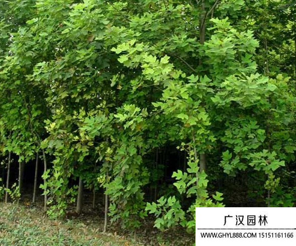 雜交馬褂木