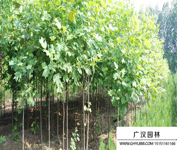 雜交馬褂木