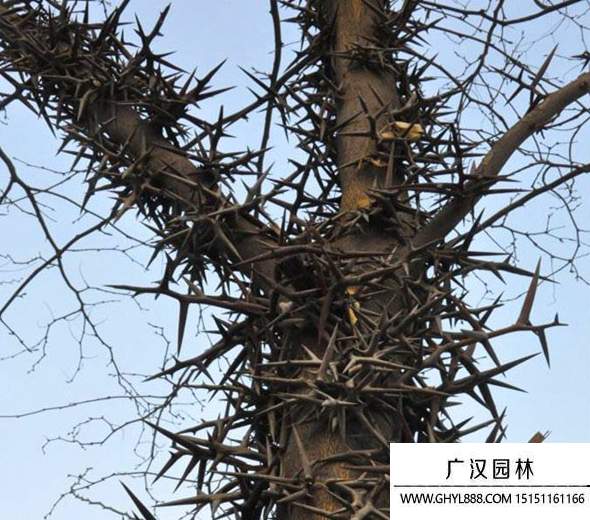 皂角樹