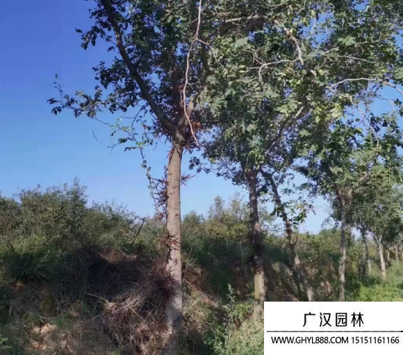 皂角樹