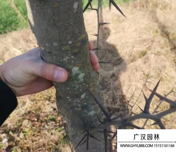 皂角樹