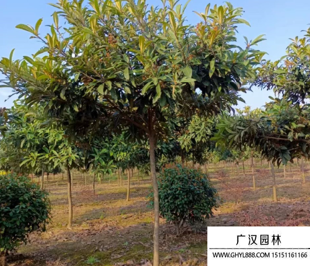枇杷樹