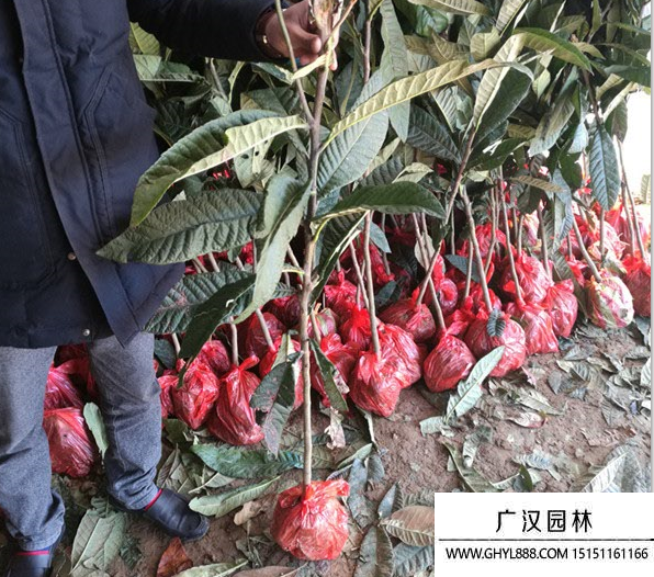 枇杷樹