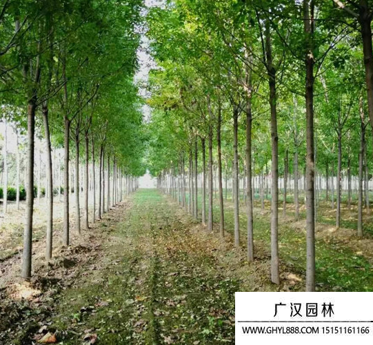 速生白蠟