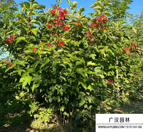 天目瓊花