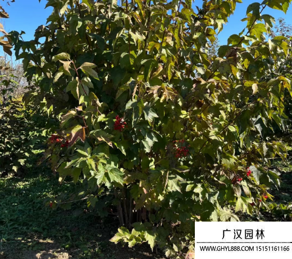 天目瓊花
