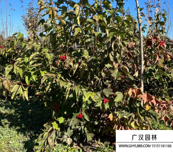 天目瓊花
