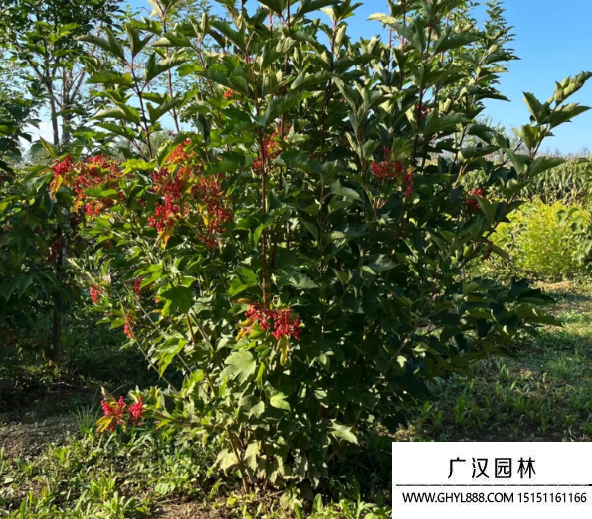 天目瓊花