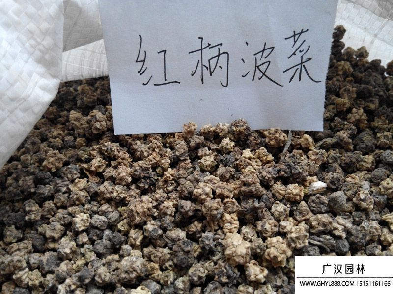 紅柄菠菜種子
