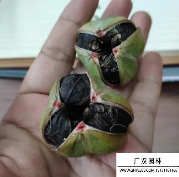 朱頂紅種子